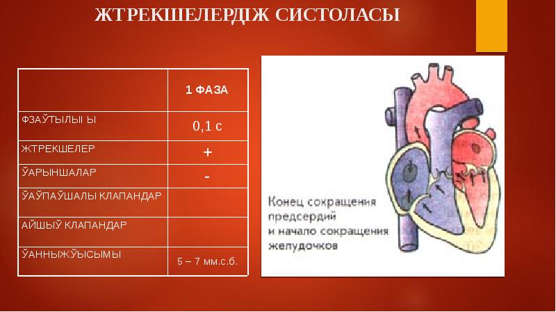 Жүрек физиологиясы презентация