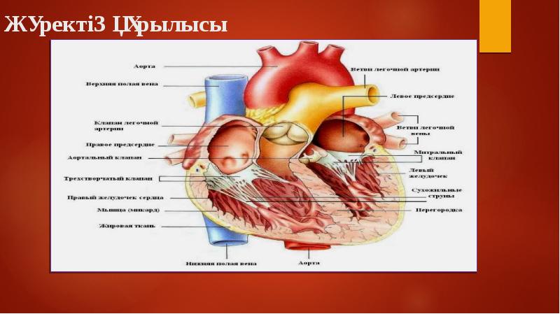 Жүрек құрылысы презентация