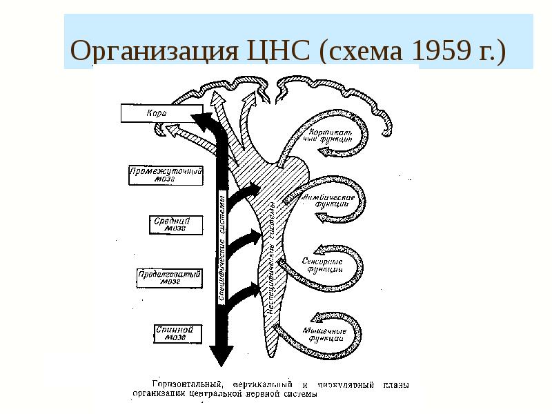 На рисунках схематично представлена организация нервной системы человека на разных уровнях огэ