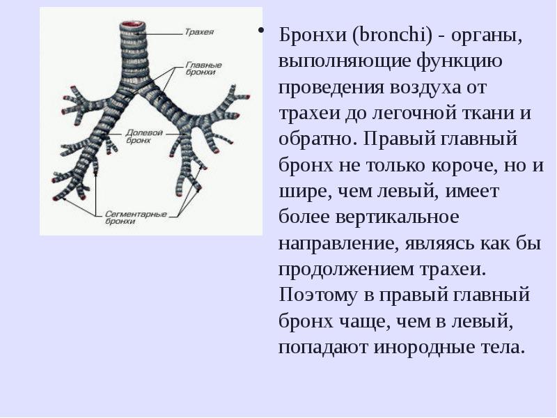 Физиология дыхания презентация анатомия