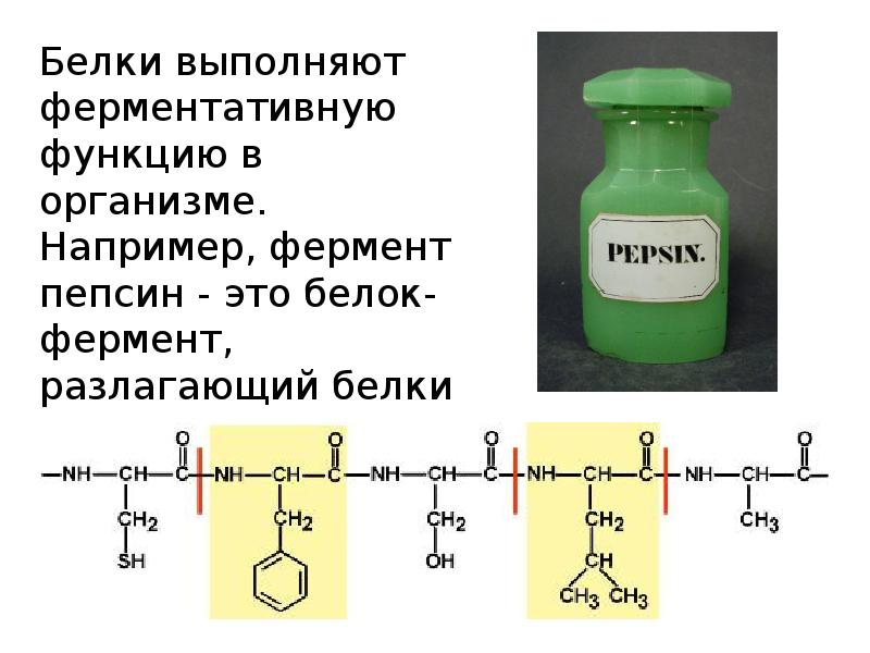 Интересные факты о белках