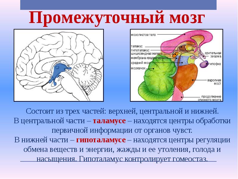 Промежуточный отдел функции. Промежуточный мозг строение и функции кратко. Строение промежуточного мозга кратко. Характеристика промежуточного мозга. Промежуточный отдел головного мозга функции.