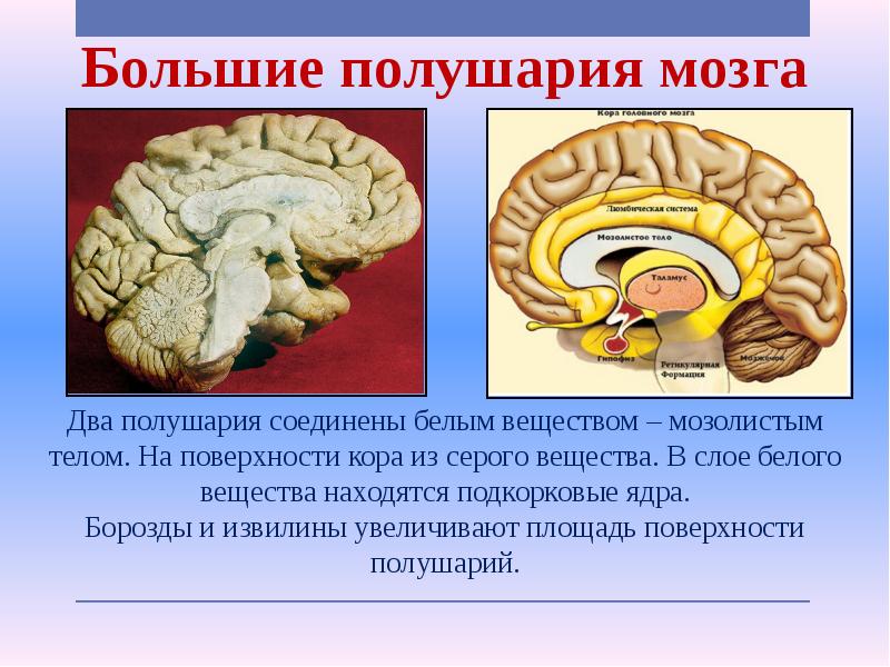 Биология 8 класс строение головного мозга презентация 8