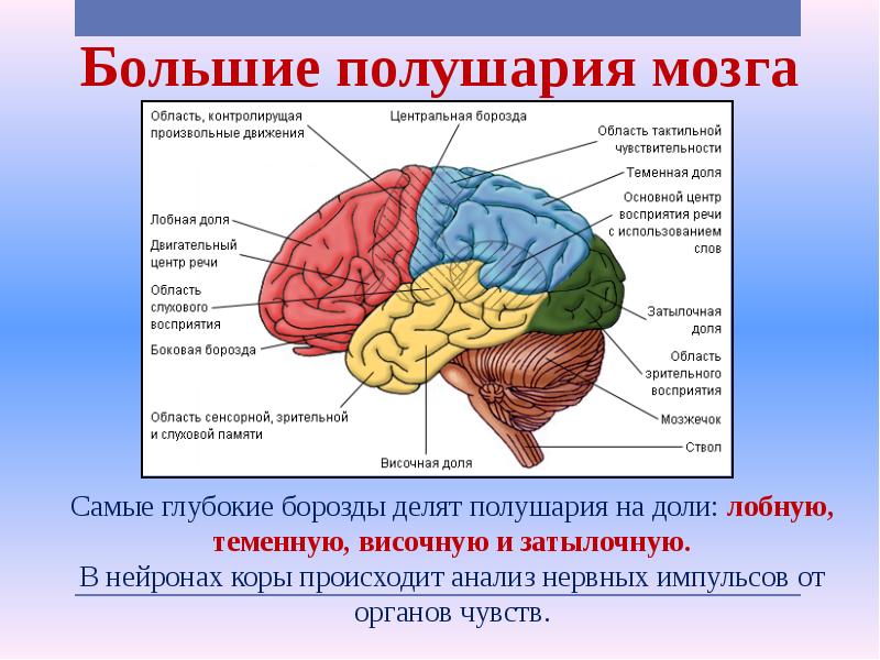 Какой участок мозга поврежден у человека на рисунке