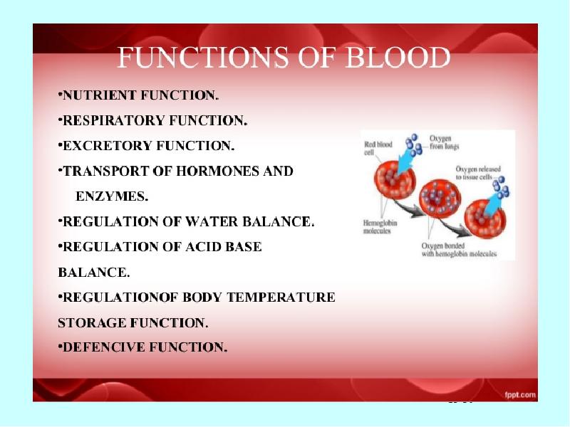 Кровь физиология презентация