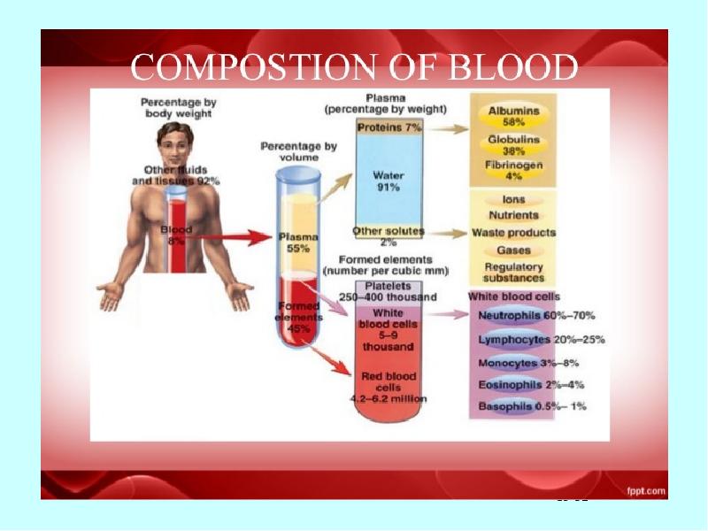 Физиология крови картинки