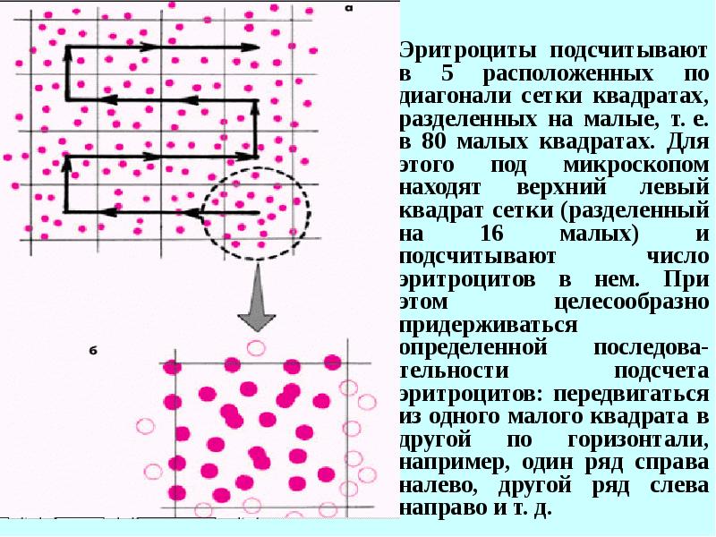 Определи количество клеток. Методы подсчёта эритроцитов в камере Горяева. Подсчет эритроцитов в камере Горяева методика. Формула расчета эритроцитов в камере Горяева. Подсчет количества эритроцитов в камере Горяева.