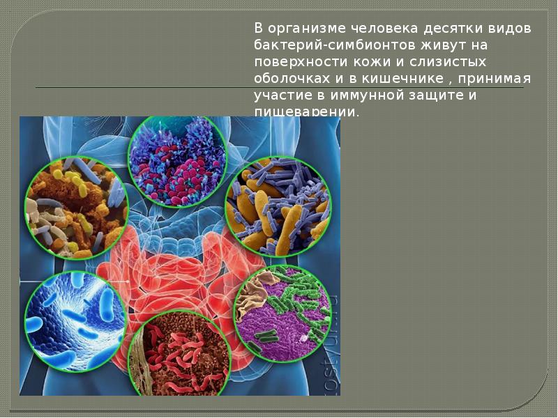 Бесплатные организмы. Бактерии симбионты. Виды бактерий в организме человека. Бактерии живущие в человеческом организме. Бактерии симбионты человека.