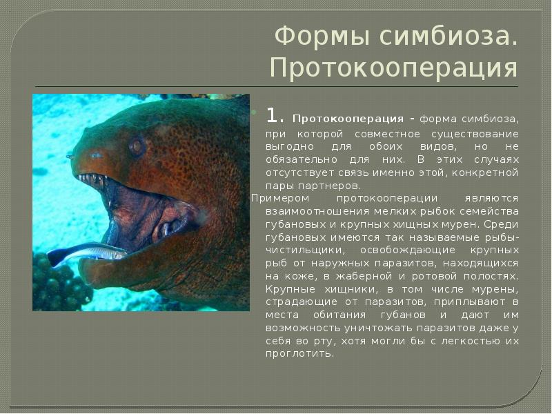 Совместное существование. Симбиоз протокооперация. Симбиоз приспособления. Симбиоз у хищников. Симбиоз среди животных примеры.