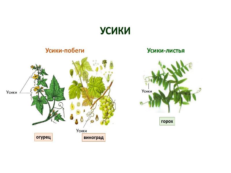 Рассмотрите рисунки растений боярышника и винограда найдите гомологичные органы