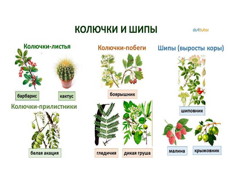 Рассмотрите рисунки растений боярышника и винограда найдите гомологичные органы