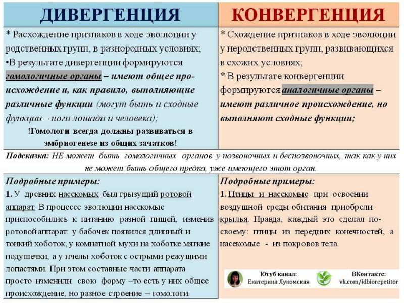 Презентация аналогичные и гомологичные органы дивергенция и конвергенция