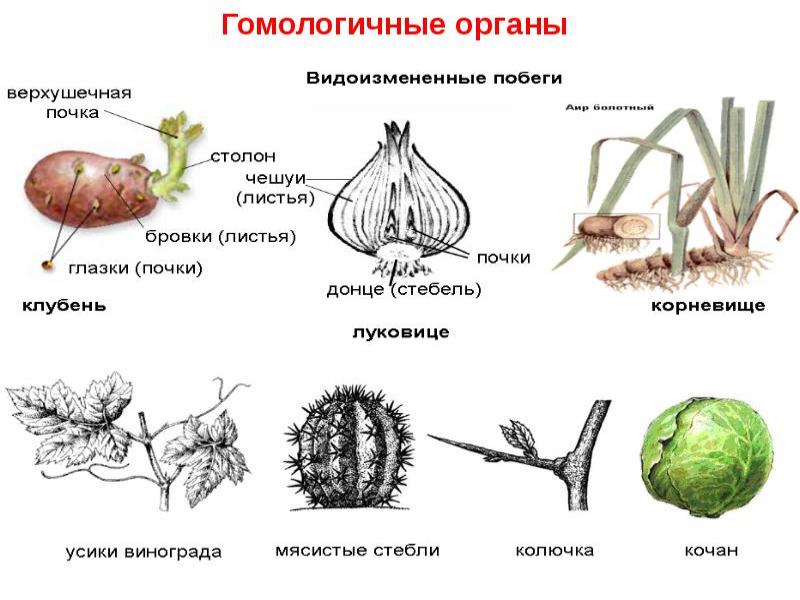 Расположите картинки по сходству гомологичные органы аналогичные органы