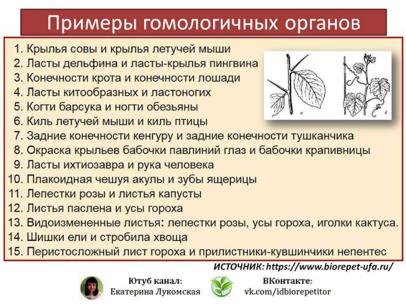 Расположите картинки по сходству гомологичные органы аналогичные органы