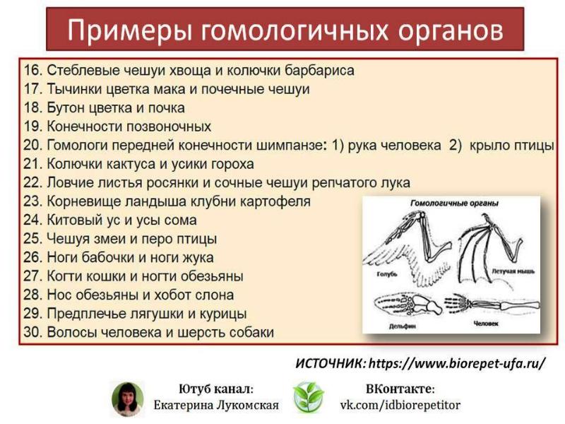 Презентация аналогичные и гомологичные органы дивергенция и конвергенция