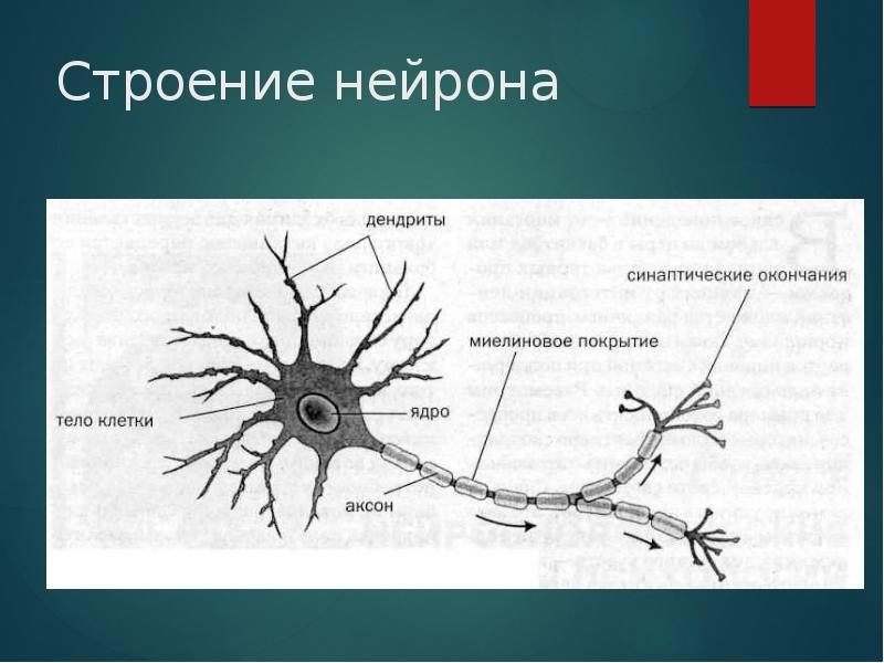 На схеме строения нейрона дендриты обозначены буквой