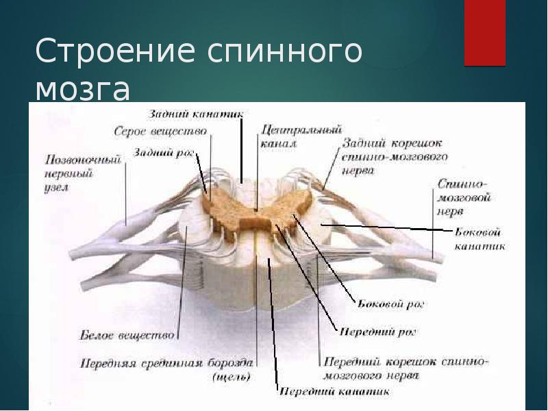 Биология 8 класс спинной мозг. Строение спинного мозга строение. Спинной мозг части спинного мозга. Строение спинного мозга 8 класс. Схема части спинного мозга.