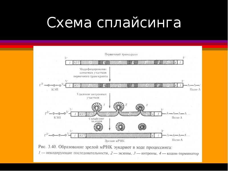 Альтернативный сплайсинг презентация