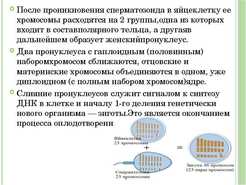 Расхождение хромосом происходит в