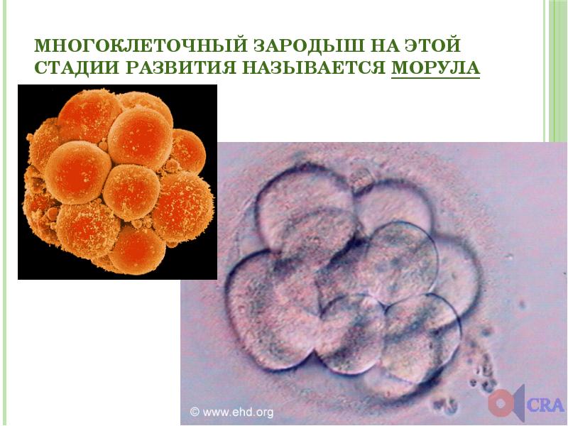 Оплодотворение и развитие плодного яйца презентация