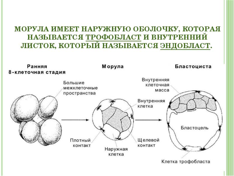 Дробление морула. Процесс дробления морула. Морула стадия раннего эмбрионального. Бластула морула бластоциста. Бластомеры морулы.