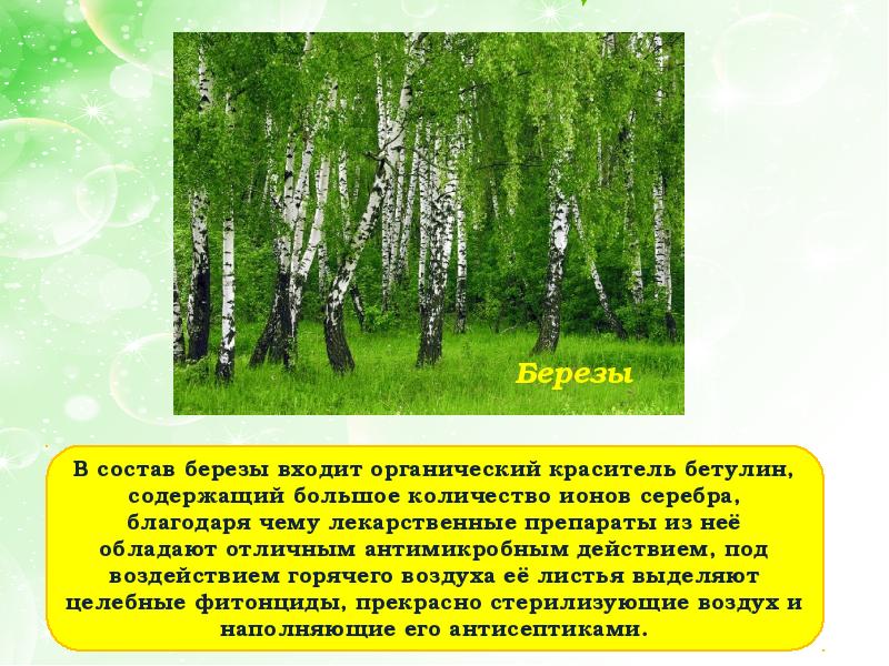 Береза по составу. Состав березы. Береза бетулин. Из чего состоит береза. Березка состав.