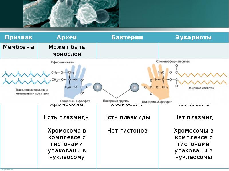 Введение в микробиологию презентация