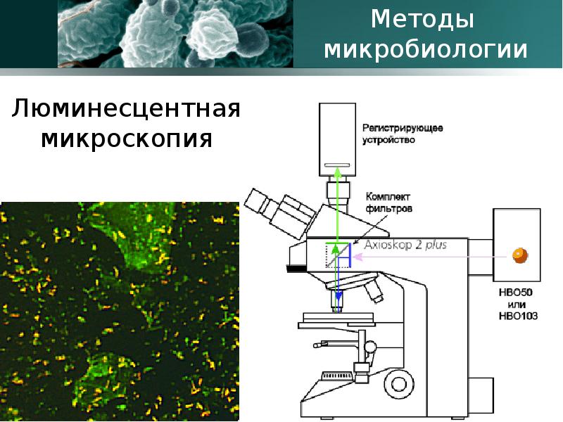 Введение в микробиологию презентация