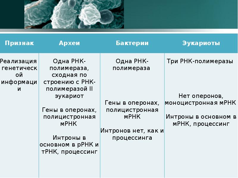 Введение в микробиологию презентация