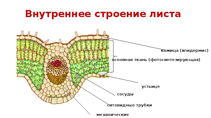 Строение Листа Фото