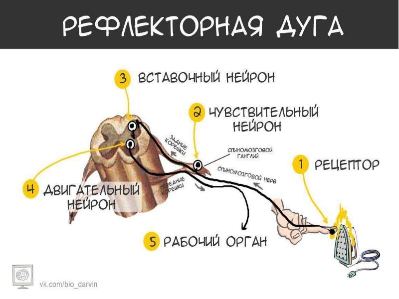 Нс человека строение отделы нс презентация