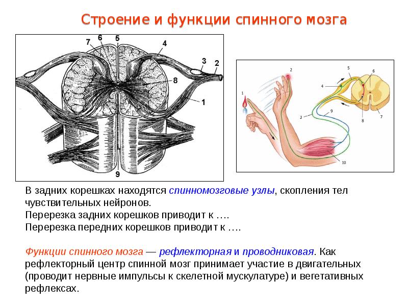 Общий план строения нс