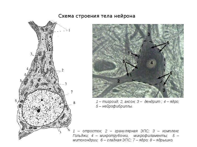 Общий план строения нс