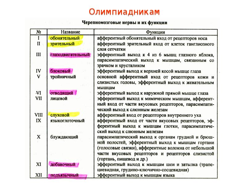 Презентация нервная система пименов