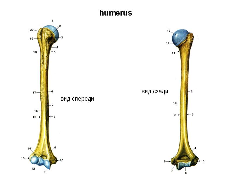 Плечевая кость рисунок анатомия с подписями - 84 фото