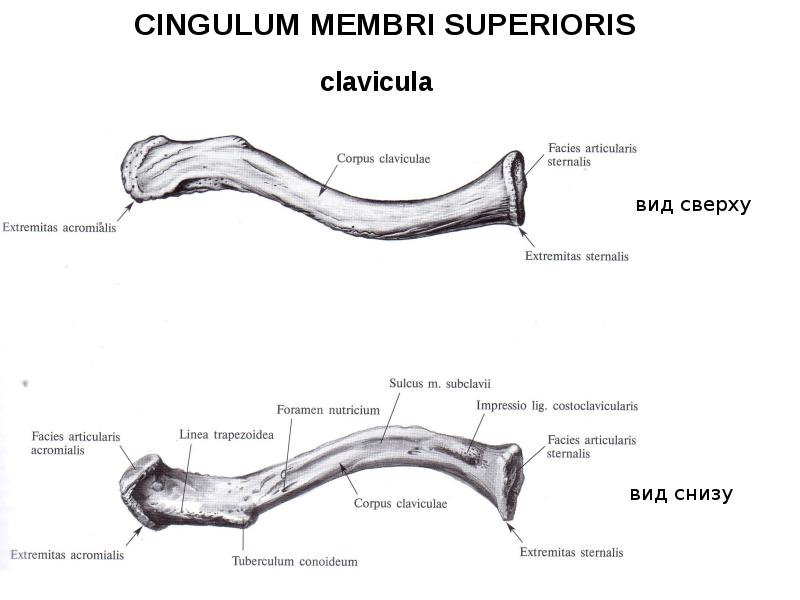Ключица анатомия рисунок с подписями - 88 фото