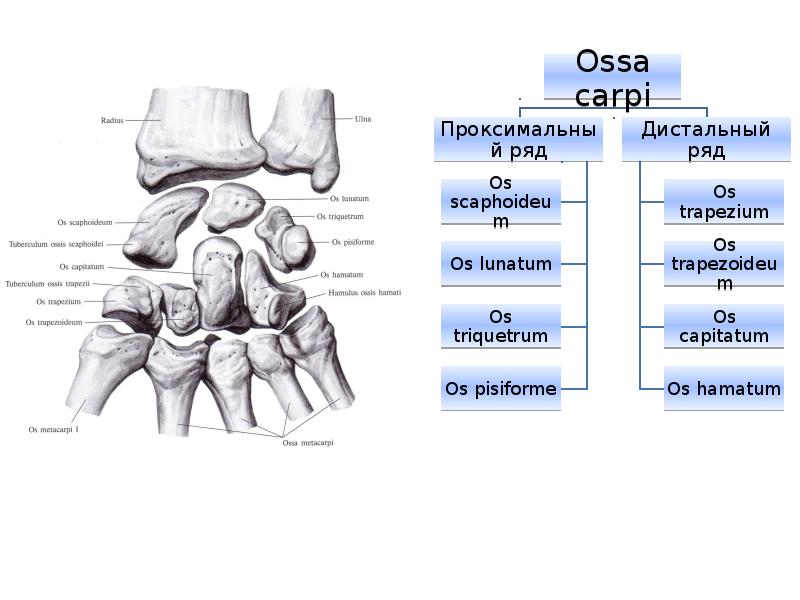 Соединения костей плечевого пояса. Функциональная анатомия пояса верхних конечностей. Функциональная анатомия костей пояса верхней конечности. Плечевая кость анатомия Smart Art.