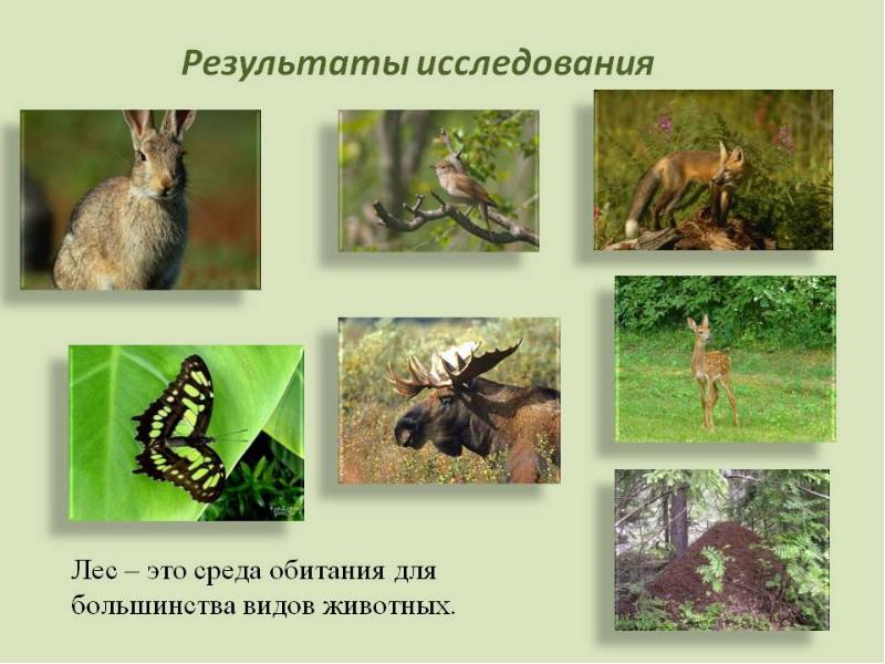 Травянистые экосистемы животные. Экосистема леса. Лес как среда обитания животных. Летний пейзаж с животными. Лесной пейзаж с животными.