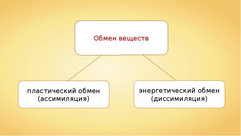 Заболевания органов дыхания и их профилактика