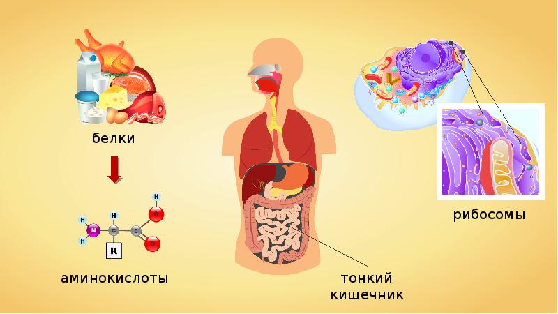 Кислородом и питательными веществами. Энергетический обмен плакат. Метаболизм энергетический в рибосоме. Энергетический обмен шутки.