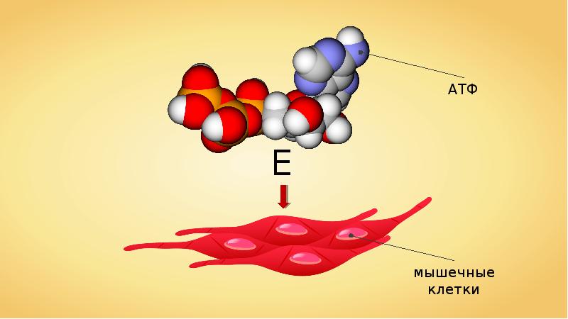 Кислородом и питательными веществами. Мышечная клетка АТФ. Молекула АТФ В мышце. Молекула АТФ В мышечной клетке. Минеральные соли мономеры.