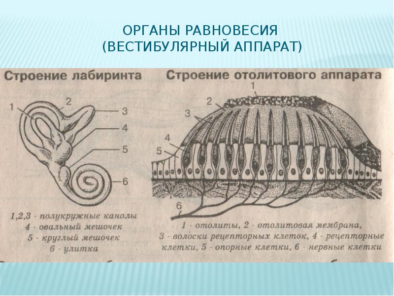 Органы слуха и равновесия их анализаторы презентация