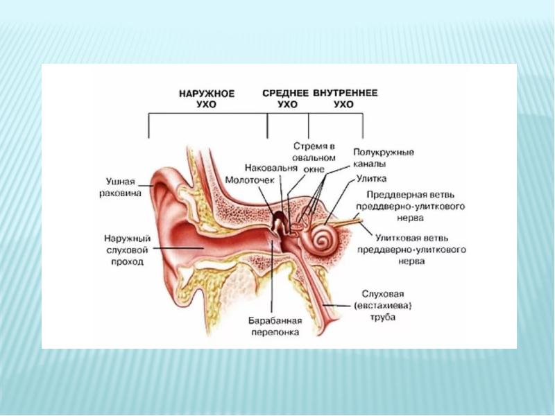 8 орган слуха и равновесия. Орган слуха и равновесия наружное ухо, среднее ухо, внутреннее ухо. Строение слухового анализатора анатомия. Внешнее и внутреннее строение уха. Слуховой анализатор строение и функции анатомия.
