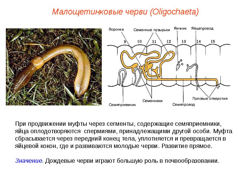 Тип кольчатые черви. Половая система кольчатых. Мезотелий кольчатых червей. Семяприемник у плоских червей. Как оплодотворяется щетинистые черви.