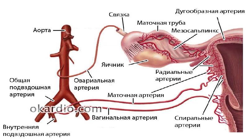 Двс синдром у беременных презентация