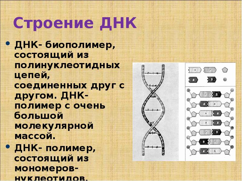 Общая масса днк