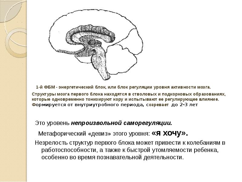 Блок приема переработки и хранения экстероцептивной информации презентация