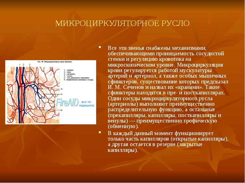 Сердечно сосудистая система гистология презентация