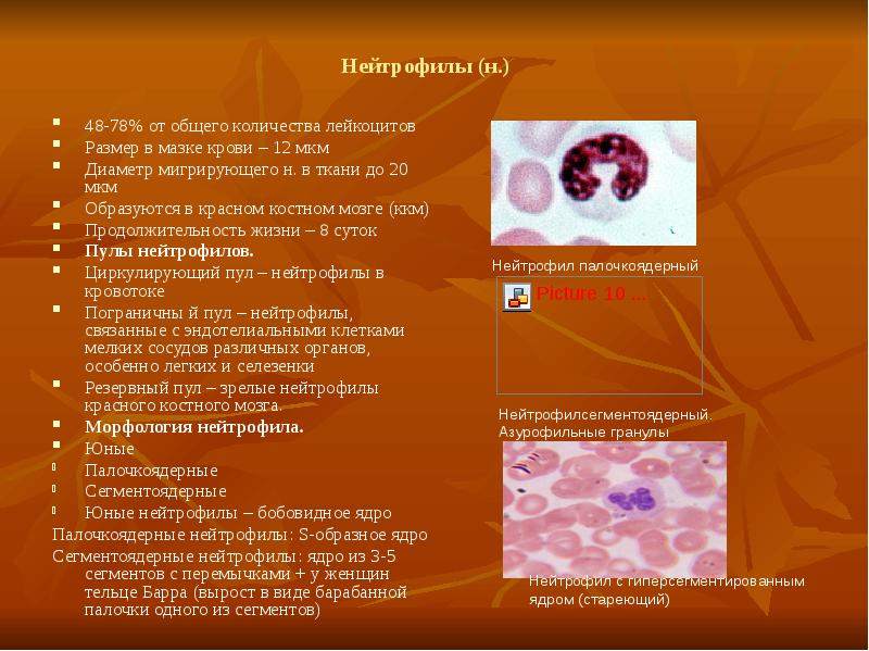 Нейтрофилы в костном мозге. Диаметр нейтрофилов. Нейтрофилы строение. Что такое «барабанная палочка» в нейтрофиле?.