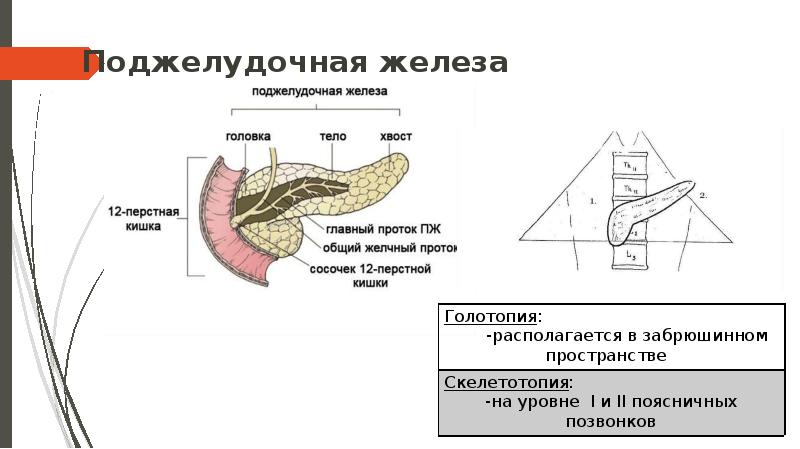 Поджелудочная контуры нечеткие